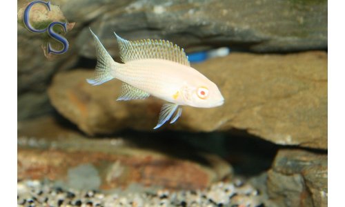 Neolamprologus daffodil albino